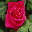 Beautiful Roses DesktopFun Screensa...