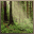 Serenity Forest Screensaver