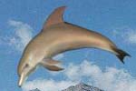 free 3D Dolphin Aqua