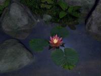 AD Water Lily - Animated Desktop Wallpaper 3.1 screenshot. Click to enlarge!