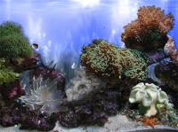 AR :: Amazing 3D Aquarium ADD-on  ::  Coral Landscape-1 1.00 screenshot. Click to enlarge!