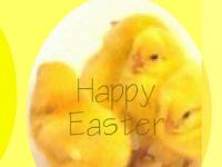 Animated Easter Chickens Wallpaper 1.0 screenshot. Click to enlarge!