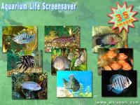 Aquarium Life Screensaver 3.2 screenshot. Click to enlarge!