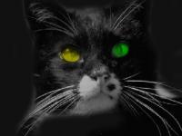 Beware the Black Cat Screensaver 2.0 screenshot. Click to enlarge!