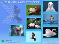 Big Birds Screensaver 1.0 screenshot. Click to enlarge!