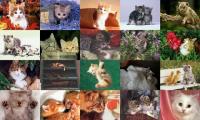 Cats Photo Screensaver 1.0 screenshot. Click to enlarge!