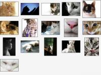 Cute Kitties Screensaver 1.0 screenshot. Click to enlarge!