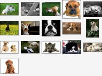Doggone Doggies Screensaver 1.0 screenshot. Click to enlarge!