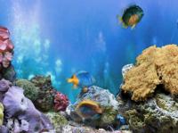 FP :: Amazing 3D Aquarium ADD-on  :: Chrysiptera - Fish Pack 1.00 screenshot. Click to enlarge!