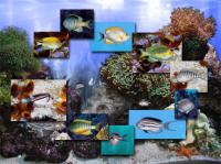 FP :: Amazing 3D Aquarium ADD-on  :: Genicanthus Fish Pack 1.00 screenshot. Click to enlarge!