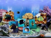 FP :: Amazing 3D Aquarium Free ADD-on  :: Chaetodontoplus Fish Pack 1.00 screenshot. Click to enlarge!
