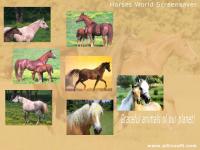 Horses World Screensaver 1.0 screenshot. Click to enlarge!