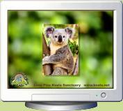 Koala Screen Saver 2.0 screenshot. Click to enlarge!