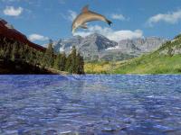free 3D Dolphin Aqua 3.76 screenshot. Click to enlarge!